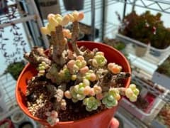 多肉植物 ピンクラウル 抜き苗のサムネイル
