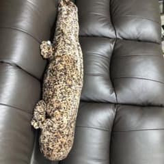 オオサンショウウオのサムネイル