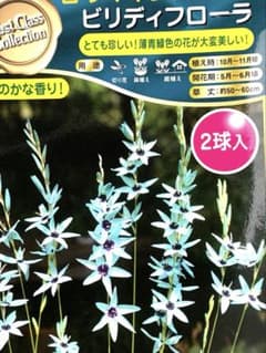香りイキシア ビリディフローラ 2球入のサムネイル