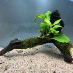 第四種郵便】南米ウィローモス活着アヌビアスナナゴールデン付き流木
