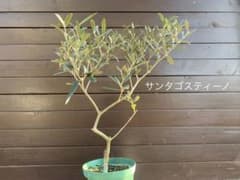 オリーブの木 サンタゴスティーノ 常緑樹 - メルカリ