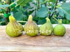 Smith イチジク 小苗①のサムネイル