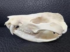 高品質 オポッサムの頭骨 ★ Lサイズ 高品質 オポッサムの頭骨 ☆ Lサイズ - メルカリ