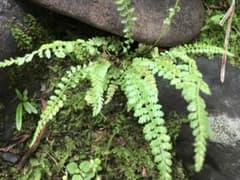 ☆シダ植物1株☆自生苗☆山野草☆観葉植物☆02 - メルカリ