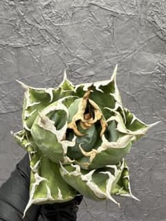 アガベ チタノタ 