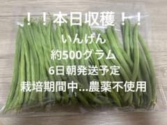 いんげんのサムネイル