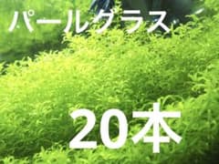 パールグラス　20本のサムネイル