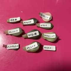 多肉植物 葉挿しのサムネイル