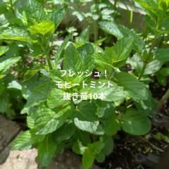 Thumbnail of 【完全無農薬！再販開始】モヒートミント抜き苗ゆうパケットポスト発送