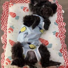 犬猫 術後服 保護服 抜け毛防止エリザベスカラーの変わりにのサムネイル