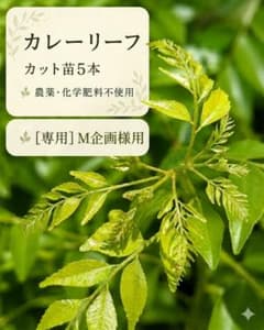 M企画様専用⭐️カレーリーフ カット苗5本＋フレッシュ生葉のサムネイル