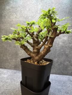 センナ メリディオナリス 海外実生 発根済み 278 - メルカリ