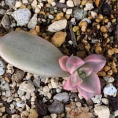 多肉植物　ピーチ姫抜き苗^ ^のサムネイル