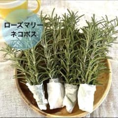 無農薬フレッシュローズマリー ネコポス カット苗ハーブ 根なし 料理