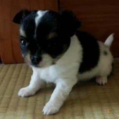 大きいサイズのサムネイル