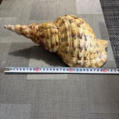 ホラガイ 法螺貝 天然貝 置物 インテリア（商品番号13）のサムネイル