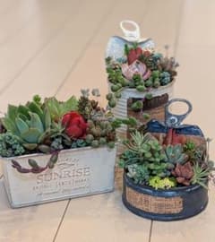 そのまま飾れる多肉植物の寄せ植えセット - メルカリ