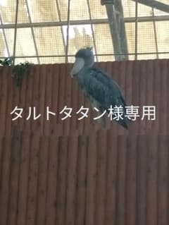 タルトタタン様専用のサムネイル