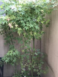 山紅葉　ヤマモミジ　もみじ　カエデのサムネイル