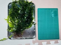 ボルビティス ヒュドロティ 超大株のサムネイル
