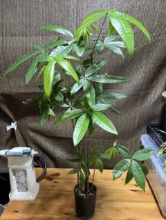パキラ 実生観葉植物 鉢植えのサムネイル