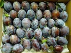生プルーン シュガー&スタンレイ 岩手県産 栽培期間中農薬除草剤不使用 農家直送のサムネイル