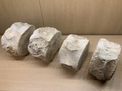 プレシオサウルス脊椎化石(恐竜　化石)のサムネイル