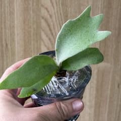の*6様 【ビカクシダ】P. Willinckii cv. Dwarf Tatsのサムネイル
