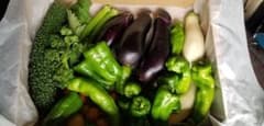【朝採り野菜】8/12 7時にとりました。のサムネイル