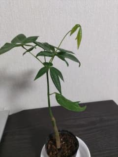 パキラ　実生　抜き苗　金運アップ　観葉植物のサムネイル