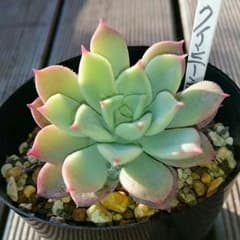 多肉植物クインテンシスのサムネイル