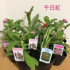 千日紅　　3号10ポット　メルカリ便のサムネイル