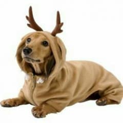 ペットの洋服★のサムネイル