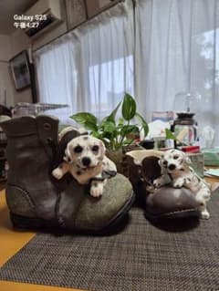 ダルメシアン子犬モチーフ ブーツ型プランター大小 2個セットのサムネイル