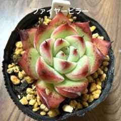 多肉植物 ファイヤーピラー 《抜き苗》 - メルカリ