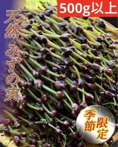 バラ様 専用 【新鮮山菜】みずのこぶ/みずの実 1㌔のサムネイル