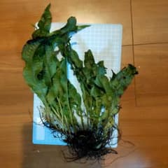 ミクロソリウムのサムネイル