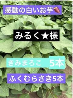 さつまいも苗のサムネイル