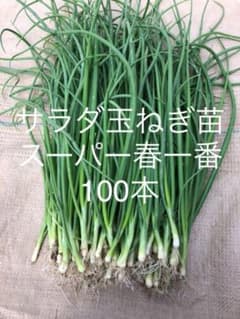 玉ねぎ苗　スーパー春一番100本のサムネイル