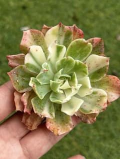 ツナミ錦 輸入苗のサムネイル