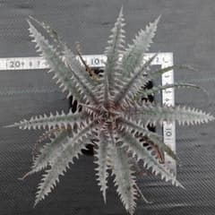 ディッキア ヒラリー　 Dyckia Hillaryのサムネイル
