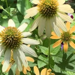エキナセアの種　クリーム色　おまけ付きのサムネイル