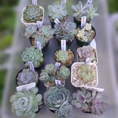 エケベリア15鉢セット多肉植物のサムネイル