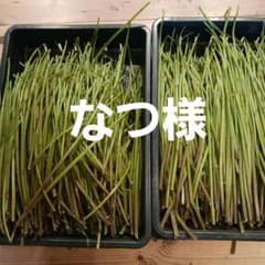 赤ミズ約500gのサムネイル