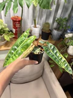 希少・斑入り】フィロデンドロン l｜Variegated Billietiae - メルカリ