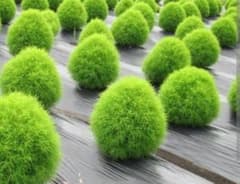 コキアの種のサムネイル
