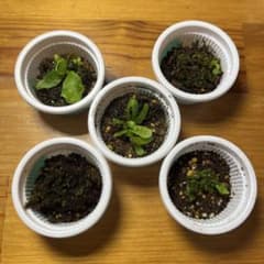 5品種セット】ビカクシダ 胞子培養株 胞子体 前葉体 - メルカリ