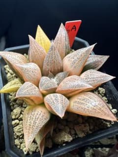 6a 多肉植物 ハオルチア　red widow錦糊斑　自家繁殖　鉢植え発送 6a 多肉植物 ハオルチア red widow錦糊斑 自家繁殖 鉢植え発送 - メルカリ