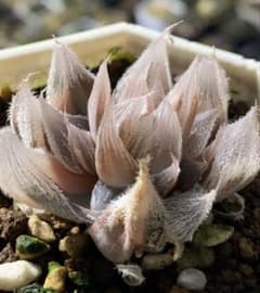 B*液様 多肉植物　ハオルチア　白狐伝錦 多肉植物 ハオルチア 白狐伝 鮮明錦 - メルカリ