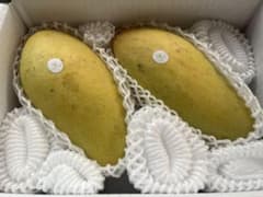 まもなく終了！タイムSALE！〈希少〉金煌(きんこう)マンゴー 2Kg※傷あり！ まもなく終了！タイムSALE！〈希少〉金煌(きんこう)マンゴー 2Kg※傷